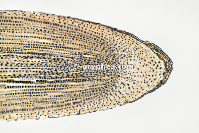 Racine de Jacinthe - Extrémité ou apex CL x15 - gryphea.com